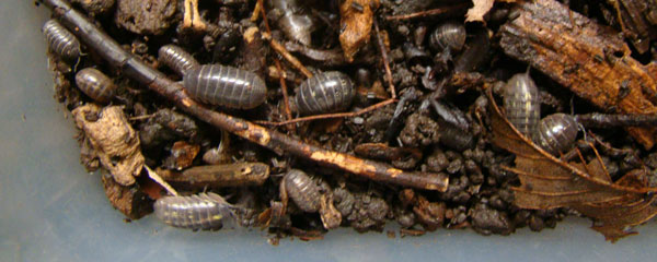 Pill Bugs Science